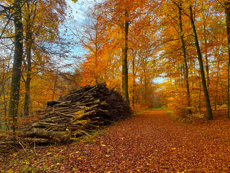 Firewood pile at the foot of the forest path in the autumnの写真素材