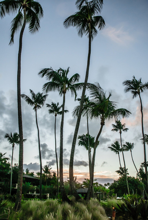 Palmsの写真素材