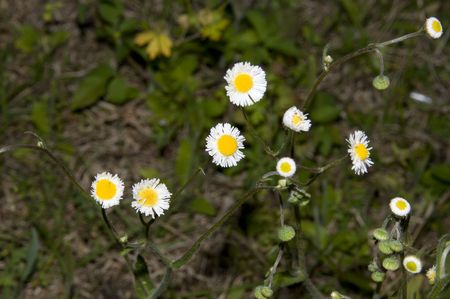 Spring wild flowers beginning to blossom with shallow depth of field