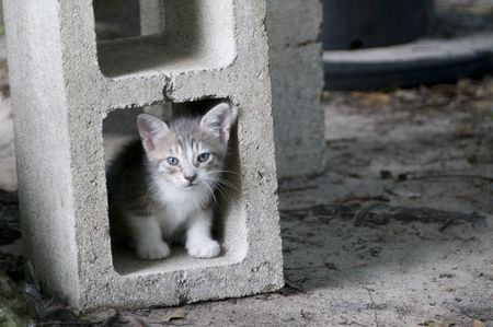 Young kitten playing in a cement blockの写真素材