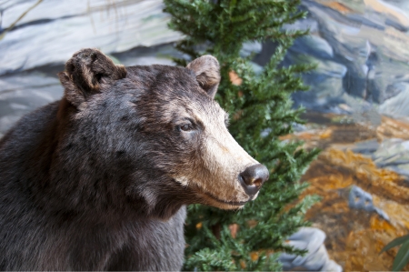 stuffed north american brown bear with shallow dofの写真素材