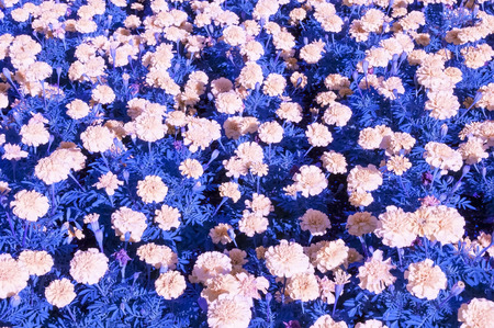 Pink annual flowers with blue foliage color shifted for background effectの写真素材