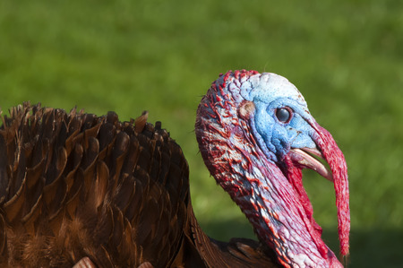 Free Range male turkey showing his colors and long beak cover and ruffled feathersの写真素材