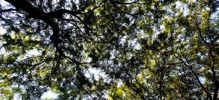 Bright green tree canopy in springの写真素材