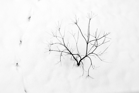 Black tree with footprints in snowの写真素材
