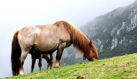 a horse in the mountains of Asturias, North of Spainのeditorial素材