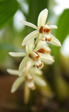 flowerの写真素材