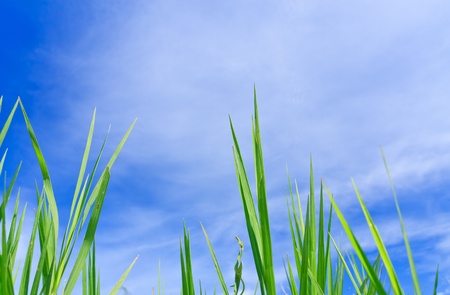 Green grass and blue skyの写真素材