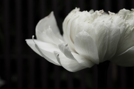 White lotus petals in the darkの写真素材