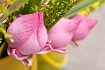 Pink Lotus Buds (offerings for Buddha) , Thailand の写真素材