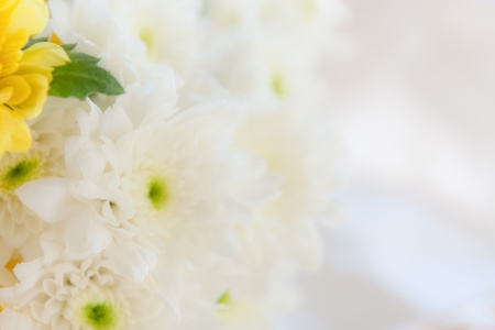white flower for soft background 	white flower for soft background の写真素材