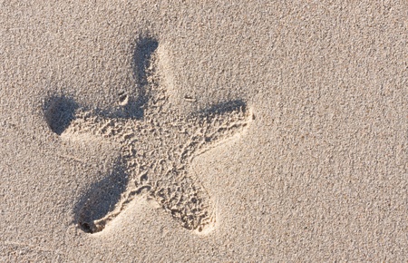 Starfish print on the beach 