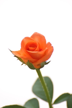 Beautiful rose isolated on white background 	Beautiful rose isolated on white background の写真素材