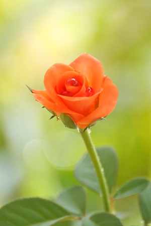 beautiful rose with water drop on soft green backgroundの写真素材
