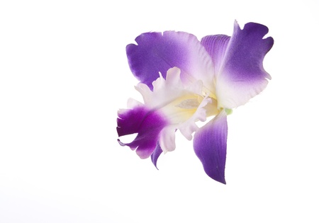 Cattleya Orchid creatived isolatedの写真素材