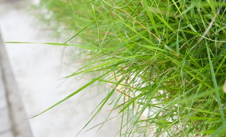green grass decoration