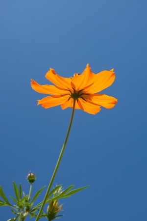 set of cosmos flower against blue skyの写真素材