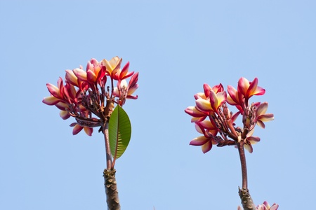pink Frangipani, Plumeria...tropical flower against blue skyの写真素材