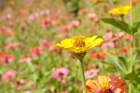 Colorful zinnia flower fieldの写真素材