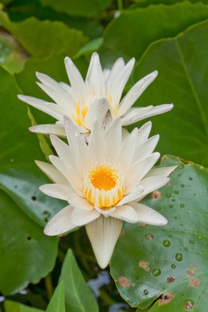 white water lilly and leaf in pondの写真素材