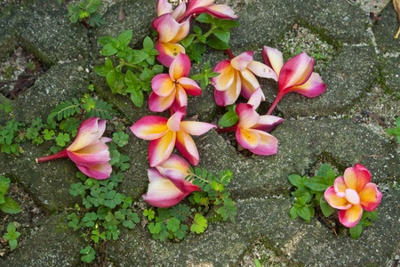 pink Frangipani, Plumeria   tropical flower on the floorの写真素材