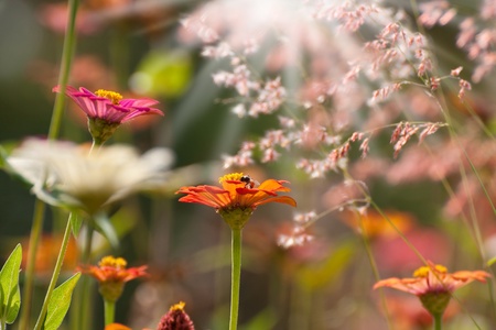 colorful zinnia flower field under the morning sunlightの写真素材