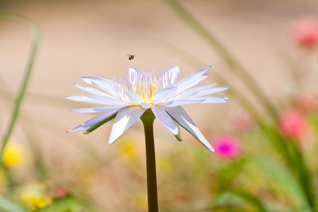 blue lotus flower in pondの写真素材