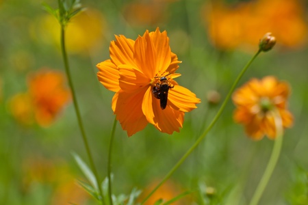 cosmos flower fieldの写真素材