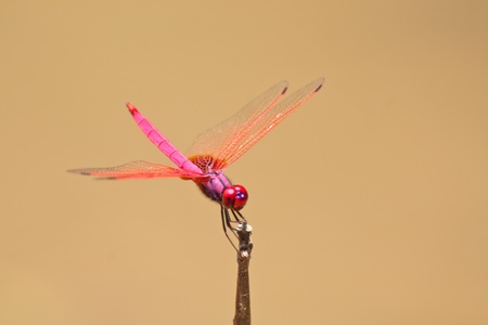 pink dragonfly over earth tone backgroundの写真素材