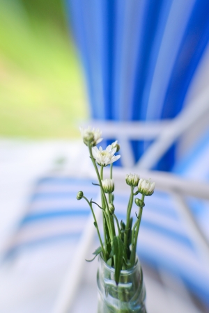 white daisy with blue backgroundの写真素材