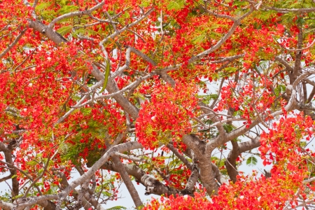 spring Flower  Delonix regia  Flame Tree の写真素材