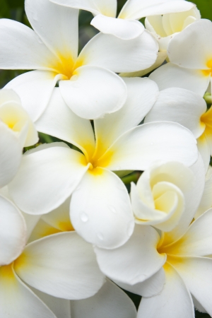 close up white and yellow frangipani flowers or tropical flower with leaves in backgroundの写真素材