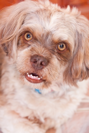 Funny and cute face puppy dog in actionの写真素材