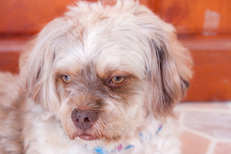 Funny and cute face puppy dog in actionの写真素材
