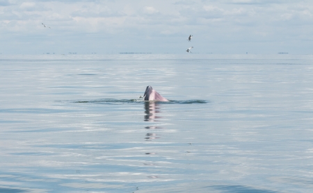 Balaenoptera physalus,Bryde's Whale behavior eating fish in the sea of Thailandの写真素材