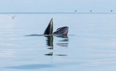 Balaenoptera physalus,Bryde's Whale behavior eating fish in the sea of Thailandの写真素材