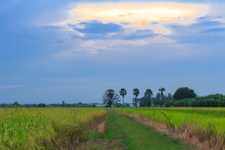 Sunset over rice field landscape in Thailandの写真素材