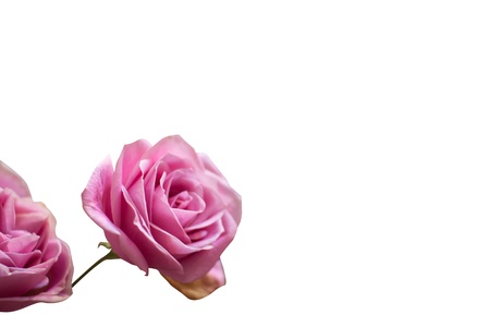 Blossom pink roses isolated on white backgroundの写真素材