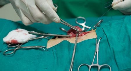 Veterinarian sterilization operation on  dog
