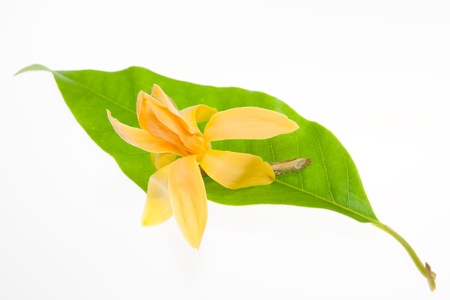 Yellow Michelia Alba Magnolia sirindhorniae Noot    Chalemglin の写真素材