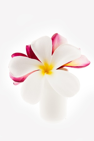 White frangipani flowers on the vase isolatedの写真素材