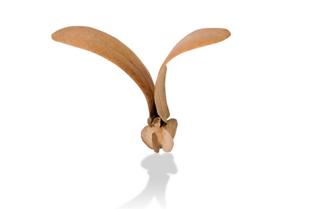 Two-winged fruits of Dipterocarpus isolated on white background with clipping pathの写真素材