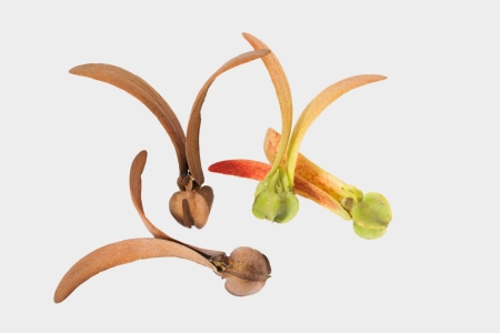 Two-winged fruits of Dipterocarpus isolated on white background の写真素材