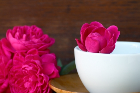 Still life pink rose in white coffee cup for decorationの写真素材