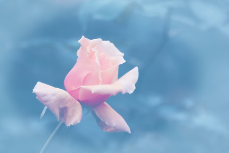 Yellow rose flower in vintage style,selective focusの写真素材