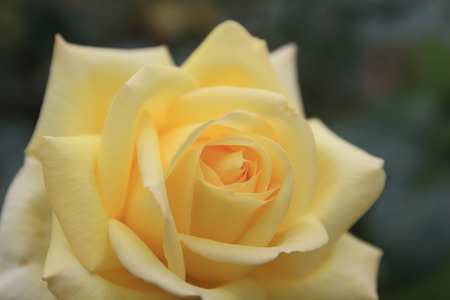 Yellow rose flower in garden,close upの写真素材