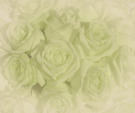 Beautiful vintage green roses background,selective focusの写真素材
