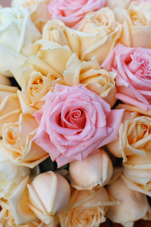 Beautiful yellow and pink roses backgroundの写真素材