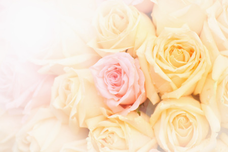Beautiful yellow and pink roses background,selective focusの写真素材