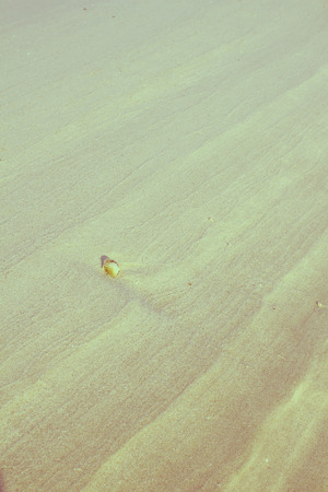 Seashell on white  beach sand textured useful for background,vintage filtered effectの写真素材